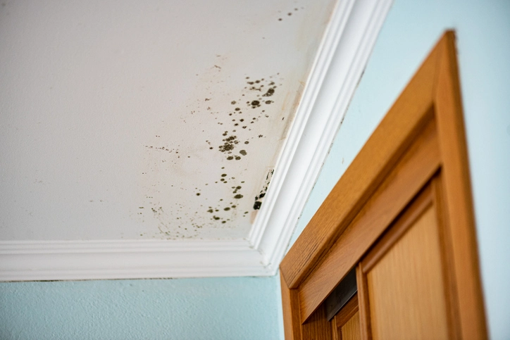 Mold After Water Damage